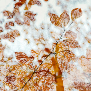 Autumn leaves in the forest in backlight, close-up Autumn leaves in the forest in backlight, close-up